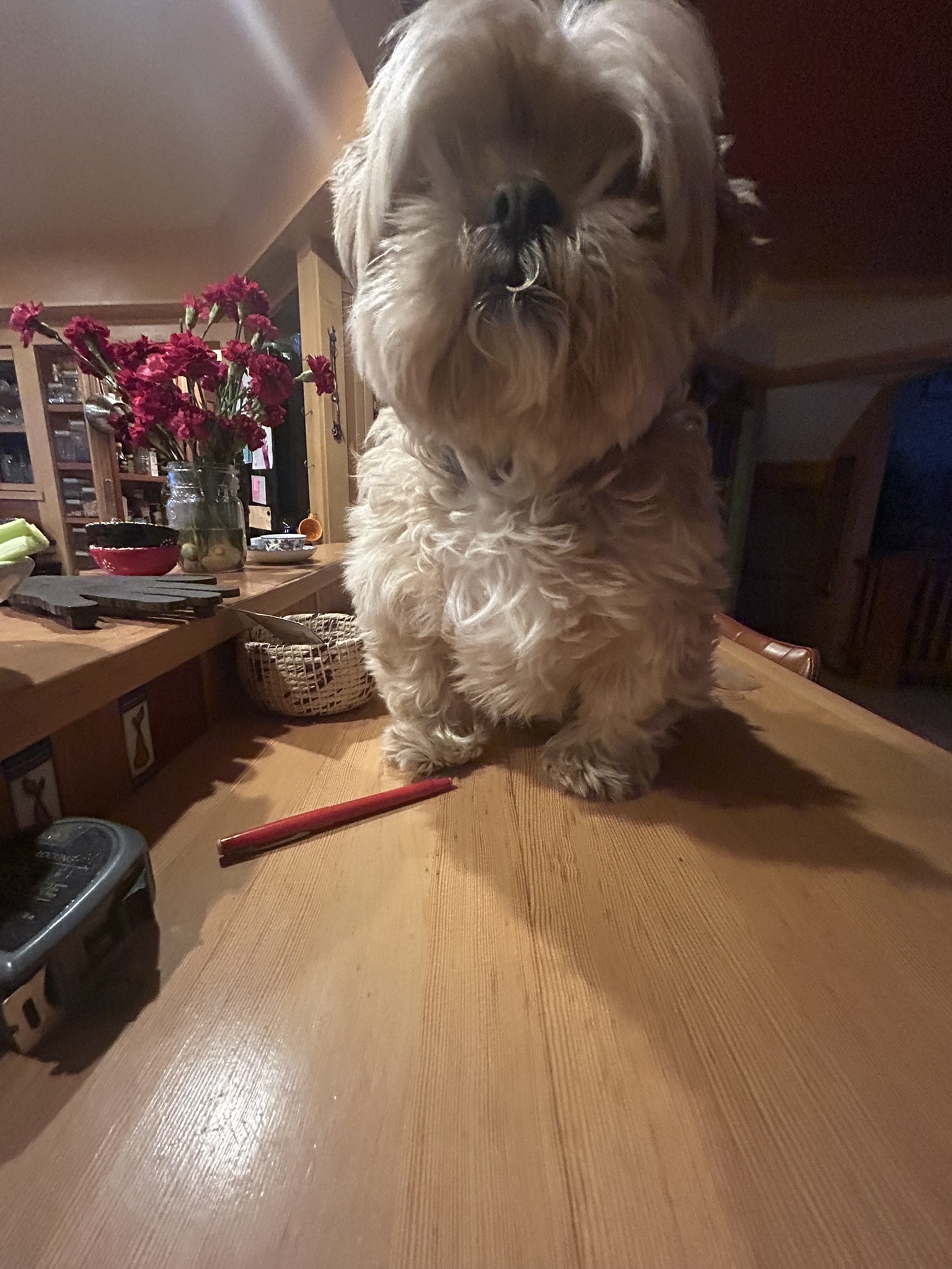 Dog